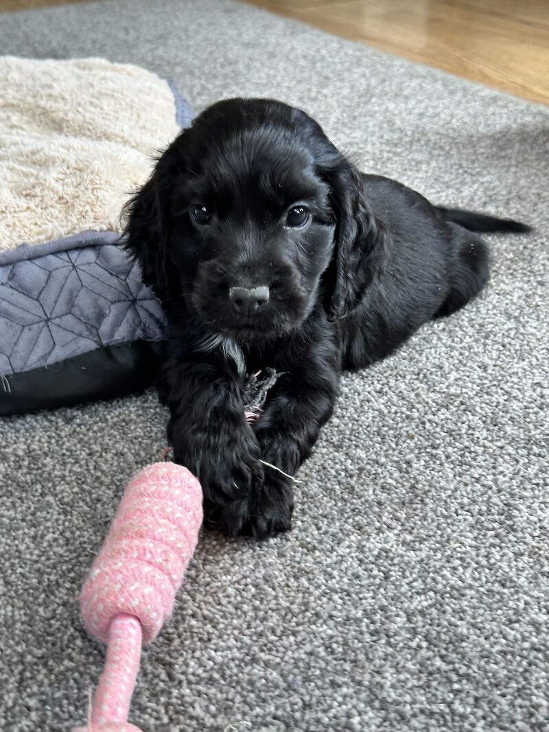 Gorgeous cocker spaniel puppies for sale in Ely, Cambridgeshire