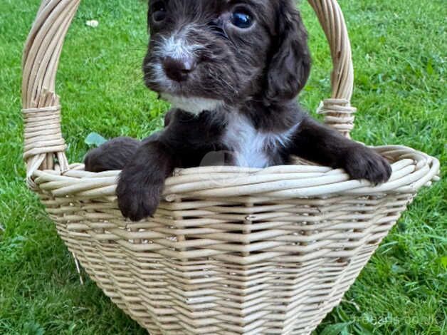 Gorgeous cocker spaniel puppies for sale in Southampton, Hampshire