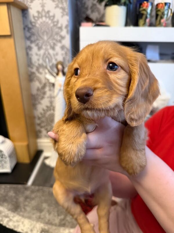 Gorgeous Cocker-spaniels for sale in Sandwell, West Midlands