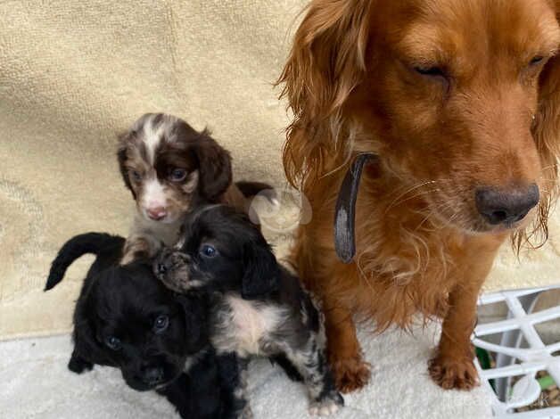 Gorgeous cocker spaniels for sale in Herne Bay, Kent - Image 1