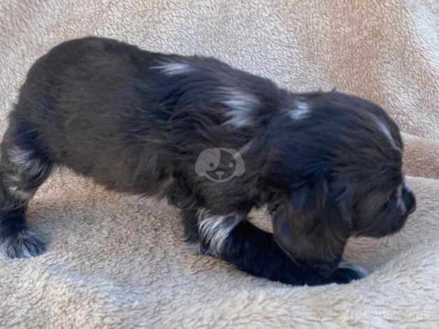 Gorgeous cocker spaniels for sale in Herne Bay, Kent - Image 2