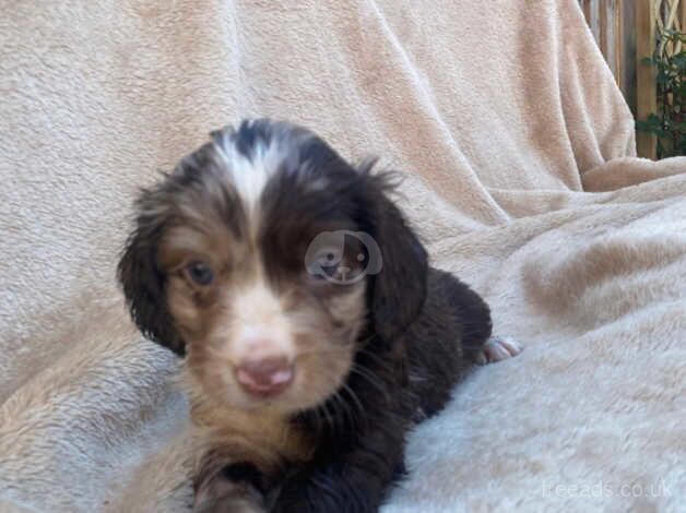 Gorgeous cocker spaniels for sale in Herne Bay, Kent - Image 3