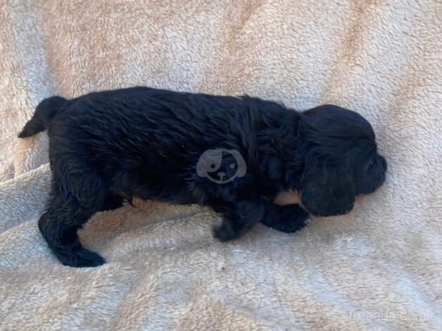 Gorgeous cocker spaniels for sale in Herne Bay, Kent - Image 4