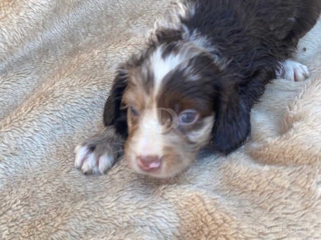 Gorgeous cocker spaniels for sale in Herne Bay, Kent - Image 5