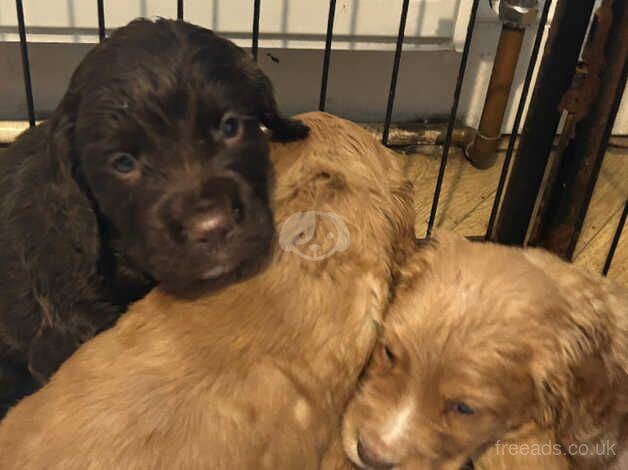 Gorgeous cocker spaniels for sale in Mansfield, Nottinghamshire