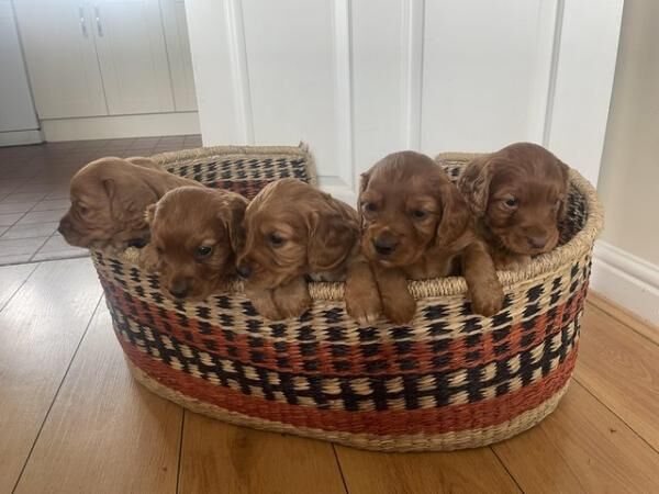 Gorgeous Fox Red Cocker Spaniels - KC registered for sale in Melton Mowbray, Leicestershire