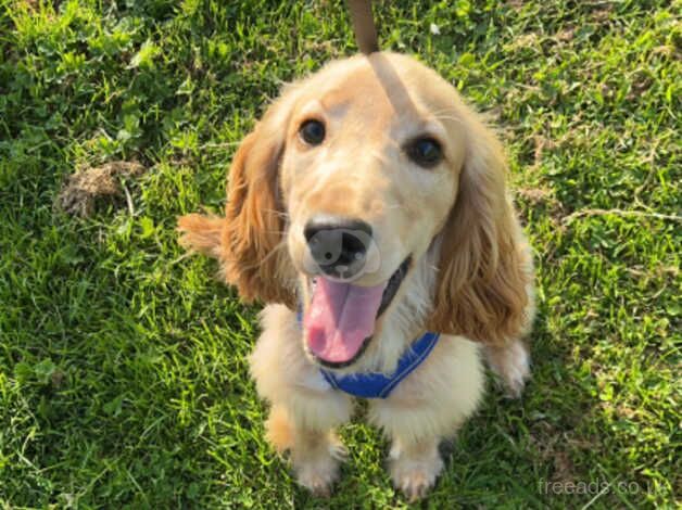 Gorgeous Golden Cocker Spaniel For Rehoming for sale in Newtownabbey