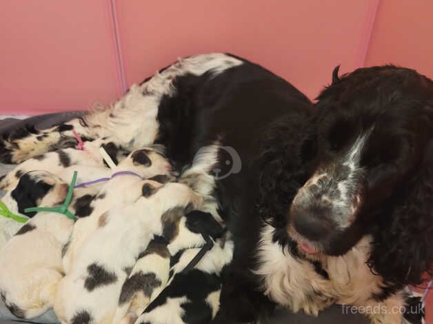 Gorgeous health tested cocker spaniel puppies for sale in Spalding, Lincolnshire - Image 1