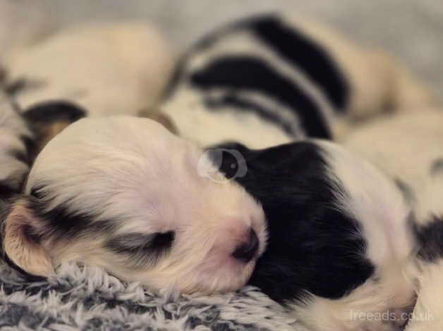 Gorgeous health tested cocker spaniel puppies for sale in Spalding, Lincolnshire - Image 3