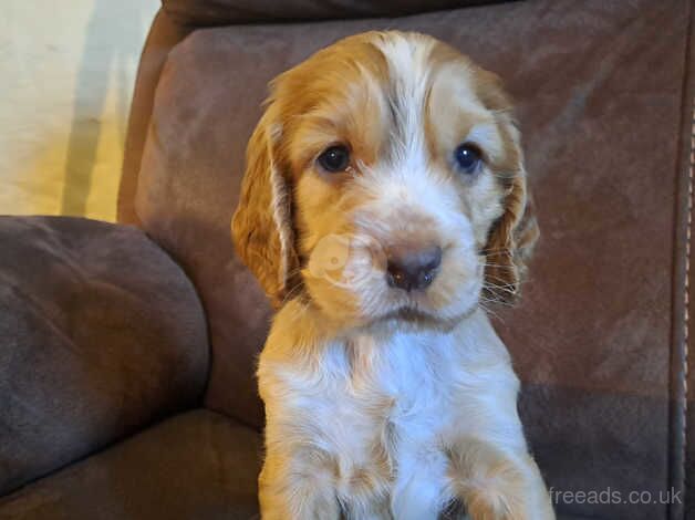 Gorgeous KC Cocker Spaniel Puppies for sale in St Austell, Cornwall