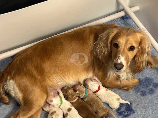 Gorgeous KC registered cocker spaniels for sale in Carlisle, Cumbria - Image 1