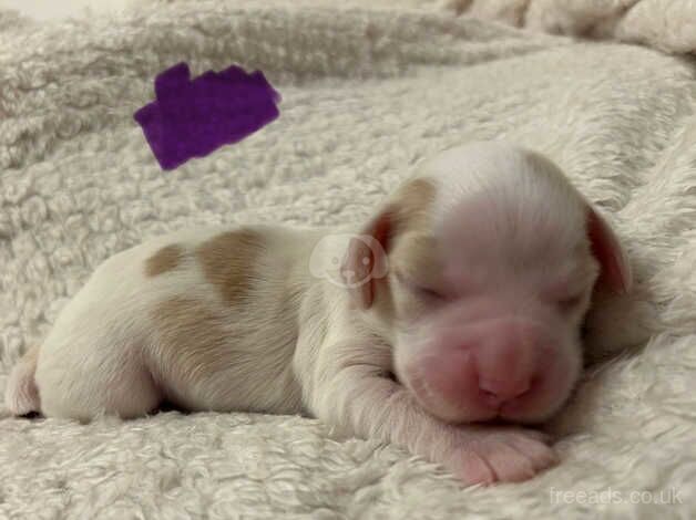 Gorgeous KC registered cocker spaniels for sale in Carlisle, Cumbria - Image 4