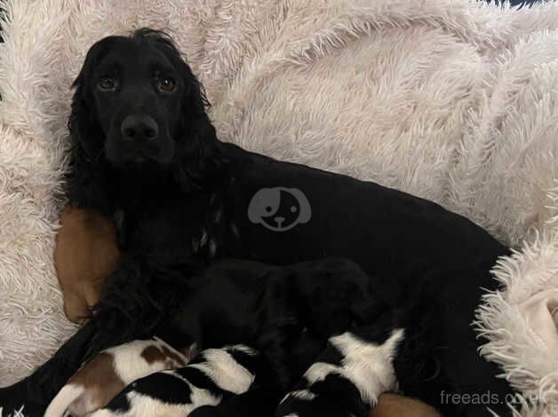 Gorgeous litter of cocker spaniel puppies for sale in Banbury, Oxfordshire - Image 1