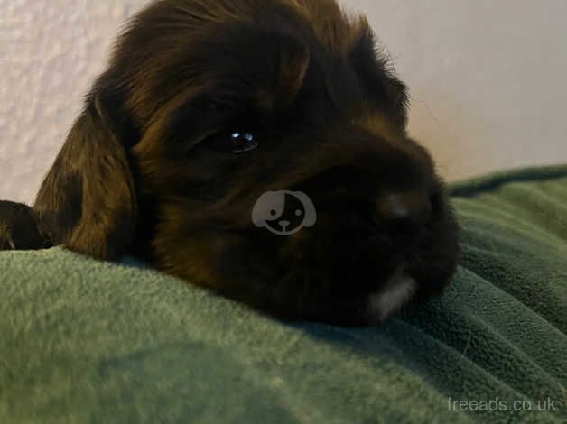 Gorgeous litter of cocker spaniel puppies for sale in Banbury, Oxfordshire - Image 2