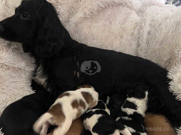 Gorgeous litter of cocker spaniel puppies for sale in Banbury, Oxfordshire - Image 4