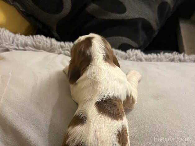 Gorgeous litter of cocker spaniel puppies for sale in Banbury, Oxfordshire - Image 5