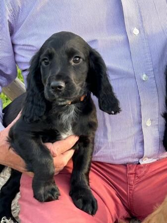 Gorgeous litter of working Cocker spaniels for sale in Bridgnorth, Shropshire