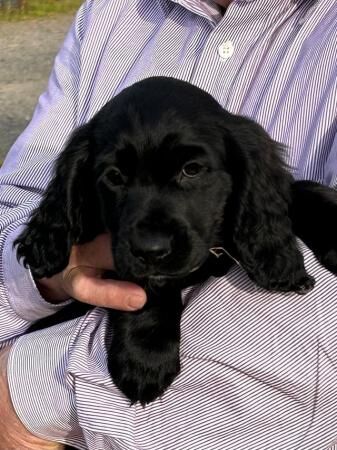 Gorgeous litter of working Cocker spaniels for sale in Bridgnorth, Shropshire - Image 2
