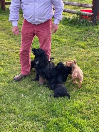 Gorgeous litter of working Cocker spaniels for sale in Bridgnorth, Shropshire - Image 4
