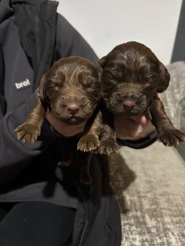 Gorgeous little spaniel/patterdale cross puppies for sale in Falkirk, Stirling and Falkirk