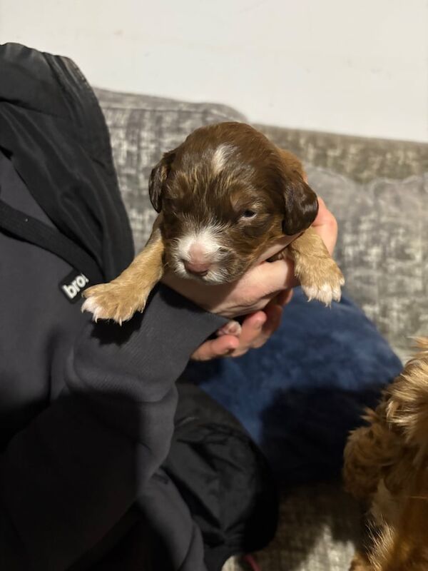 Gorgeous little spaniel/patterdale cross puppies for sale in Falkirk, Stirling and Falkirk - Image 2