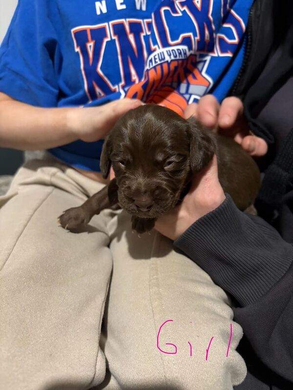 Gorgeous little spaniel/patterdale cross puppies for sale in Falkirk, Stirling and Falkirk - Image 3