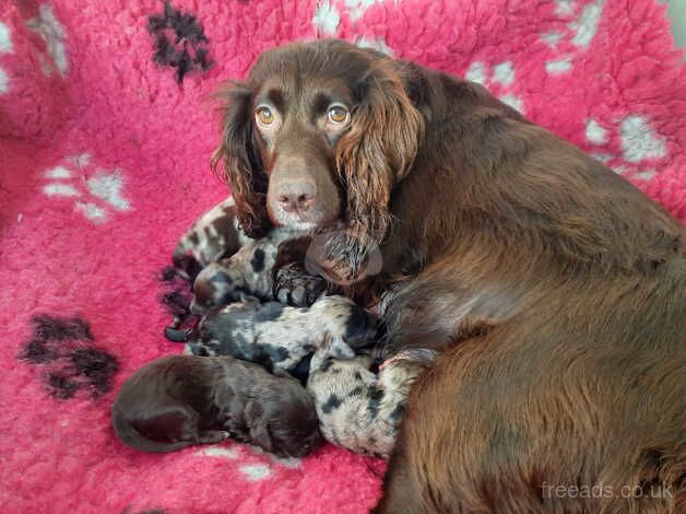 Gorgeous More Cocker Than Poos! for sale in Moffat, Dumfries and Galloway - Image 1