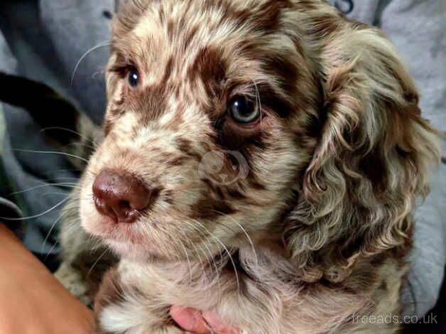 Gorgeous More Cocker Than Poos! for sale in Moffat, Dumfries and Galloway - Image 3