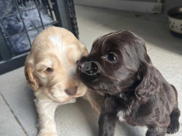 Gorgeous pure show cocker spaniels kc registered for sale in Middlesbrough, North Yorkshire - Image 1