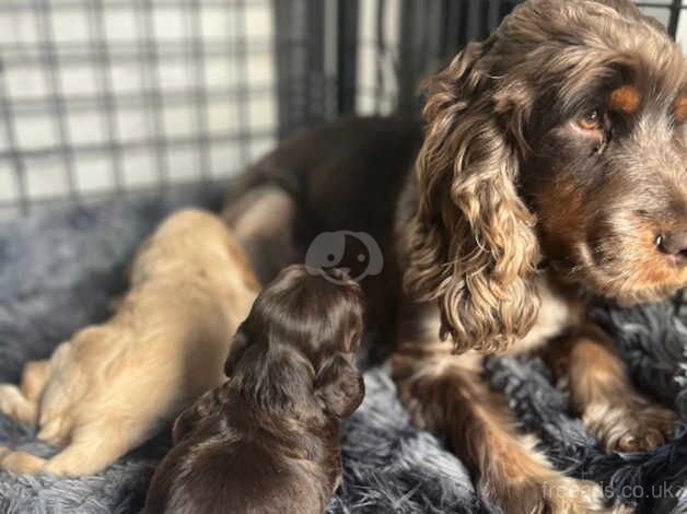 Gorgeous pure show cocker spaniels kc registered for sale in Middlesbrough, North Yorkshire - Image 2