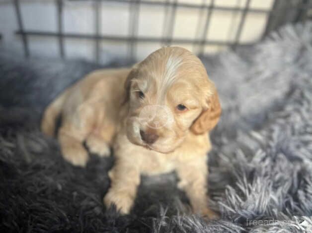 Gorgeous pure show cocker spaniels kc registered for sale in Middlesbrough, North Yorkshire - Image 3