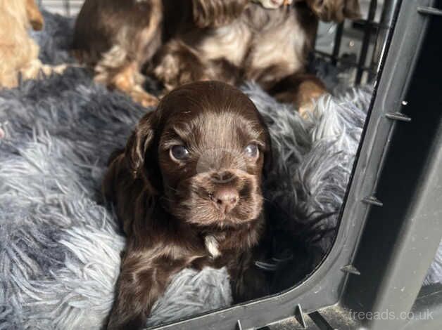 Gorgeous pure show cocker spaniels kc registered for sale in Middlesbrough, North Yorkshire - Image 4