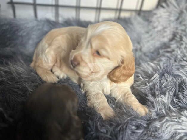 Gorgeous pure show cocker spaniels kc registered for sale in Middlesbrough, North Yorkshire - Image 5