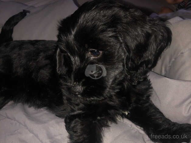 Gorgeous spaniel puppy for sale in Kent, Kent - Image 1