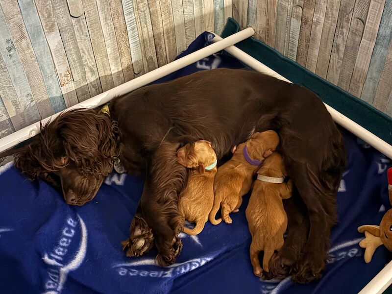 GORGEOUS WORKING COCKER SPANIEL PUPPIES for sale in Maidstone, Kent - Image 2