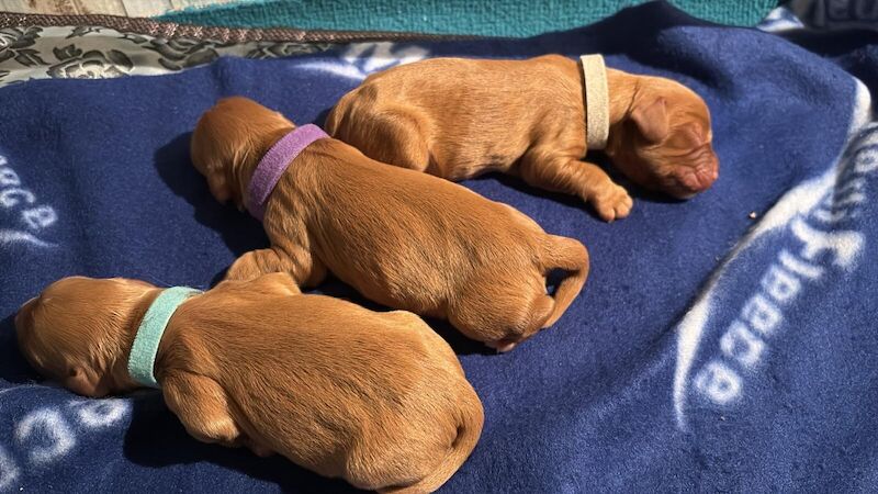 GORGEOUS WORKING COCKER SPANIEL PUPPIES for sale in Maidstone, Kent - Image 3