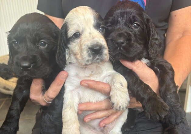 Gorgeous working cocker spaniel puppies for sale in Exmouth, Devon