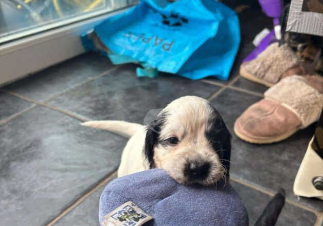 Gorgeous working cocker spaniel puppies for sale in Exmouth, Devon - Image 2