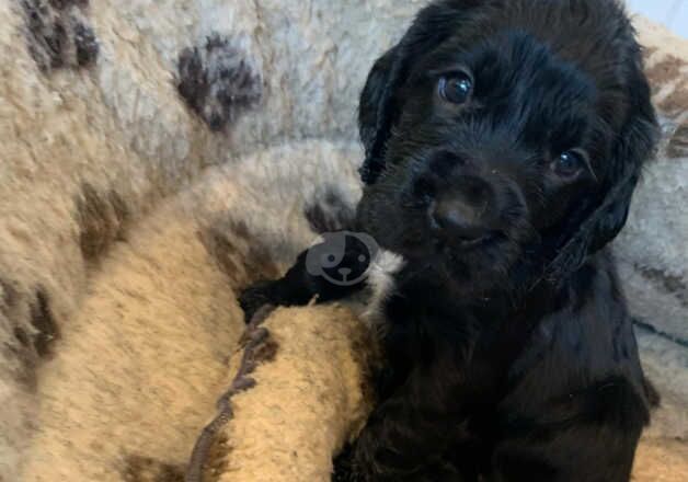 Gorgeous working cocker spaniel puppies for sale in Exmouth, Devon - Image 3