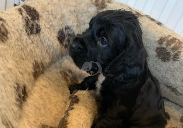 Gorgeous working cocker spaniel puppies for sale in Exmouth, Devon - Image 4