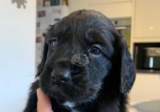 Gorgeous working cocker spaniel puppies for sale in Exmouth, Devon - Image 5