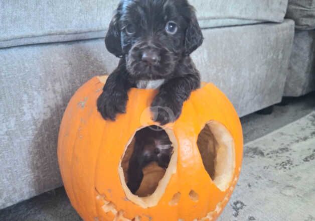 Gorgeous working cocker spaniels for sale in Rotherham, South Yorkshire