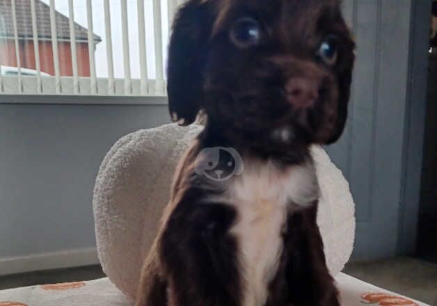 Gorgeous working cocker spaniels for sale in Rotherham, South Yorkshire - Image 2