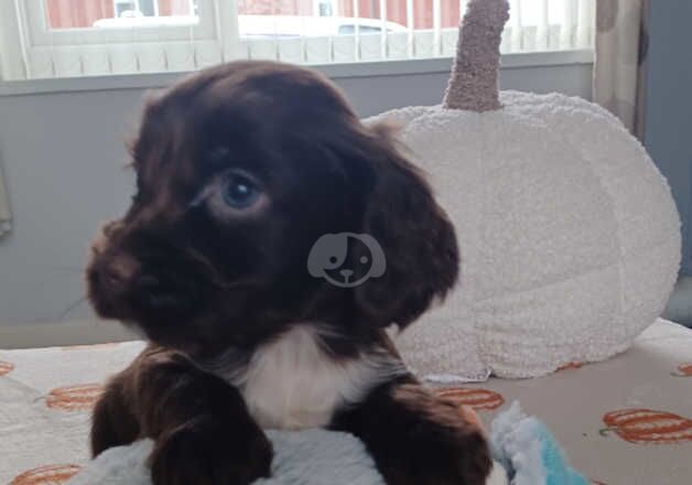 Gorgeous working cocker spaniels for sale in Rotherham, South Yorkshire - Image 3