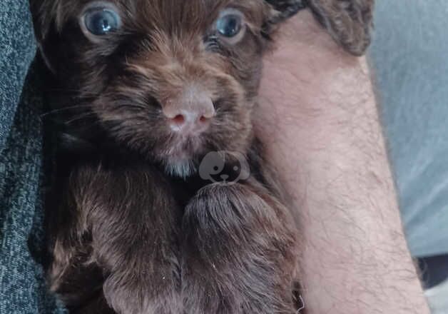 Gorgeous working cocker spaniels for sale in Rotherham, South Yorkshire - Image 4