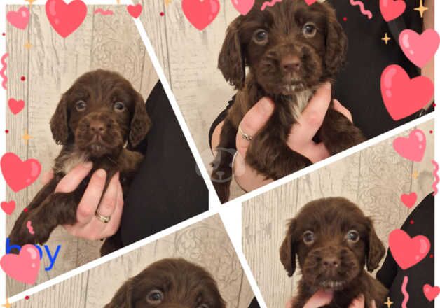 Gorgeous working cocker spaniels for sale in Rotherham, South Yorkshire - Image 5