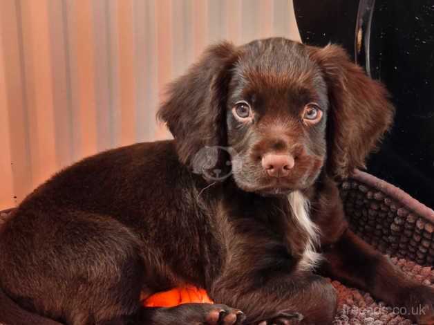 Handsome 14 week old male worker 