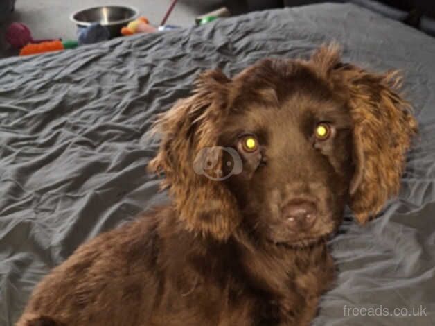 Handsome 3 month old cocker spaniel boy for sale in Camberley, Surrey - Image 1