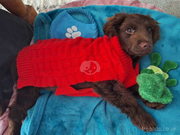 Handsome 3 month old cocker spaniel boy for sale in Camberley, Surrey - Image 2