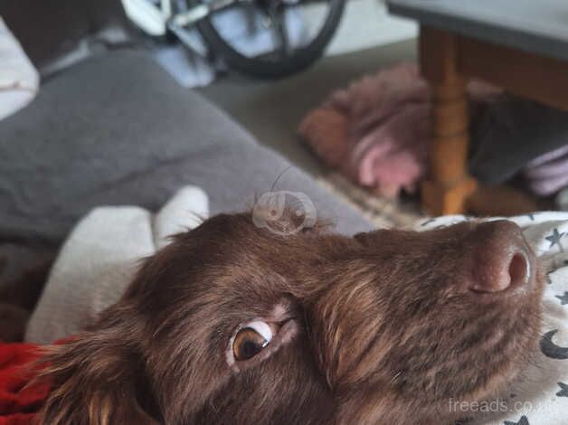 Handsome 3 month old cocker spaniel boy for sale in Camberley, Surrey - Image 3